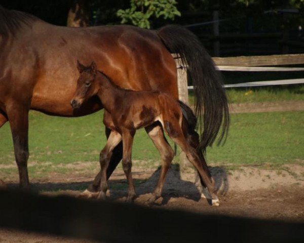 dressage horse Filomena Samarant (Westphalian, 2019, from Fürst Samarant)