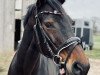 broodmare Diva 584 (Hanoverian, 2011, from Dancier)