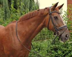 broodmare Daylights Dream (Westphalian, 2003, from Dali X)