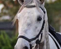 dressage horse San Lio (Oldenburg, 2014, from San Riant)