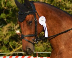 jumper Calea 4 (Oldenburg show jumper, 2007, from Catoki)