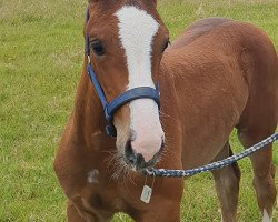 dressage horse Zorina (Westphalian, 2020, from Zoom 8)