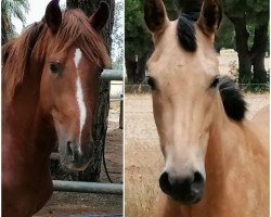 horse Julian Platanero (Andalusier,  )