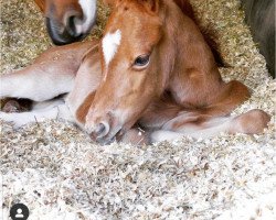 Dressurpferd Cinderella C (Deutsches Reitpony, 2019, von Coer Noble)