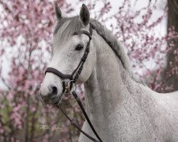 jumper Desimo 4 (Bavarian, 2007, from Birkhofs Denario)