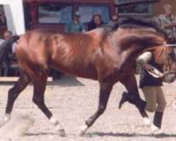 stallion Baxte de Quettehou (Selle Français, 1989, from Kayack)