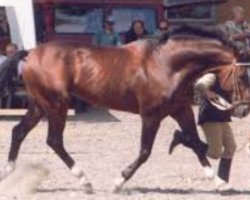 stallion Baxte de Quettehou (Selle Français, 1989, from Kayack)