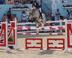 jumper Laspari (German Sport Horse, 2005, from Levisto Z)