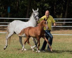 dressage horse Designer GS (German Riding Pony, 2018, from Dan Kano AT)