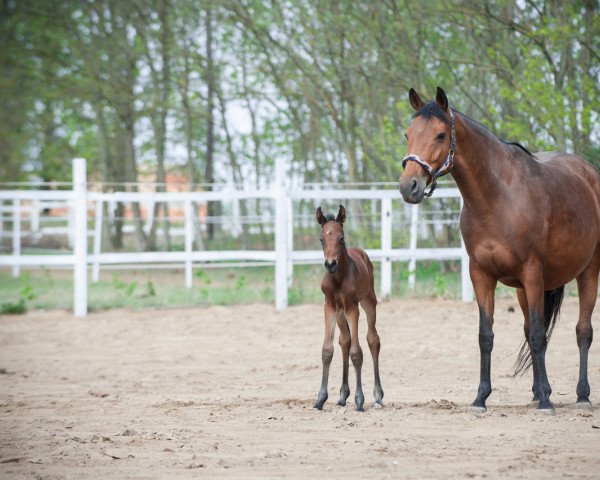 Springpferd Diorissimo (Ungarisches Warmblut, 2019, von Diarado)