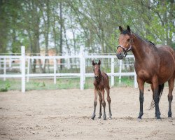 jumper Diorissimo (Hungarian Warmblood, 2019, from Diarado)