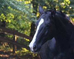 broodmare Thirza (Trakehner, 2005, from Elitär)