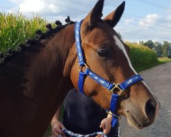 horse Karera de Luxe (Deutsches Reitpony, 2016, from Kachunga)