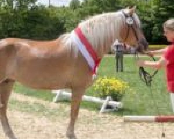 broodmare Narnia (Haflinger, 2007, from Nobelius)