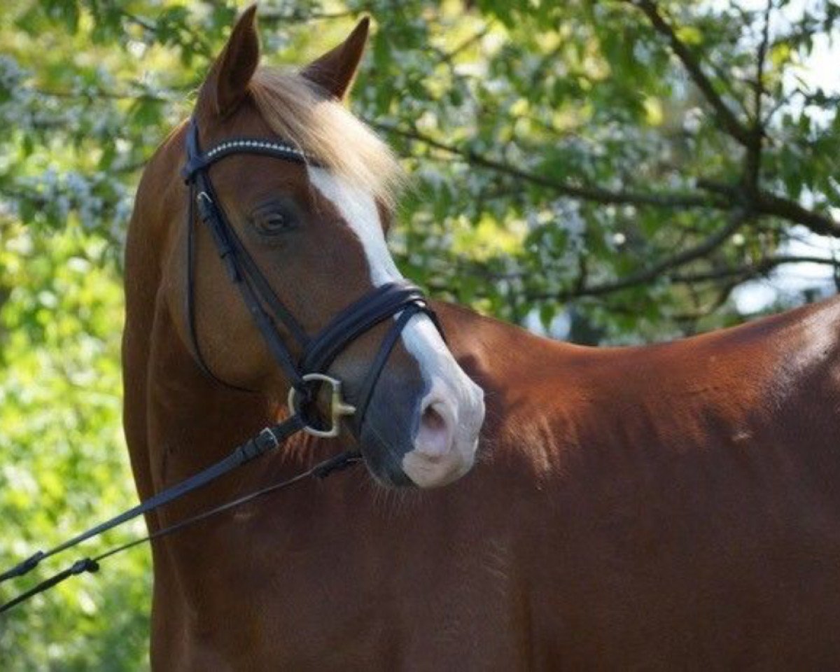 Dressurpferd Dein Saphir (Deutsches Reitpony, 2009, von Dein Prinz)