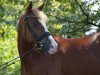 dressage horse Dein Saphir (German Riding Pony, 2009, from Dein Prinz)