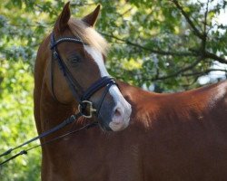 dressage horse Dein Saphir (German Riding Pony, 2009, from Dein Prinz)