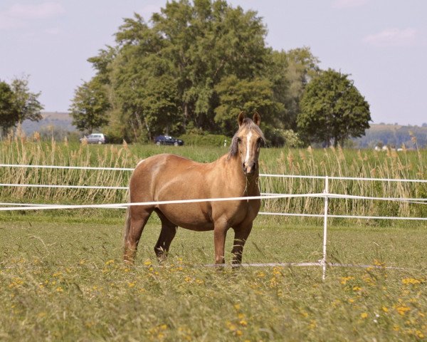 broodmare Fehkamp's Mendely (German Riding Pony, 2004, from Monte Christo)