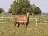broodmare Fehkamp's Mendely (German Riding Pony, 2004, from Monte Christo)