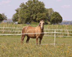 Zuchtstute Fehkamp's Mendely (Deutsches Reitpony, 2004, von Monte Christo)