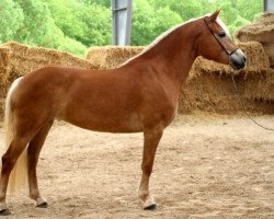 broodmare Oliena (Haflinger, 1997, from Nabucco)