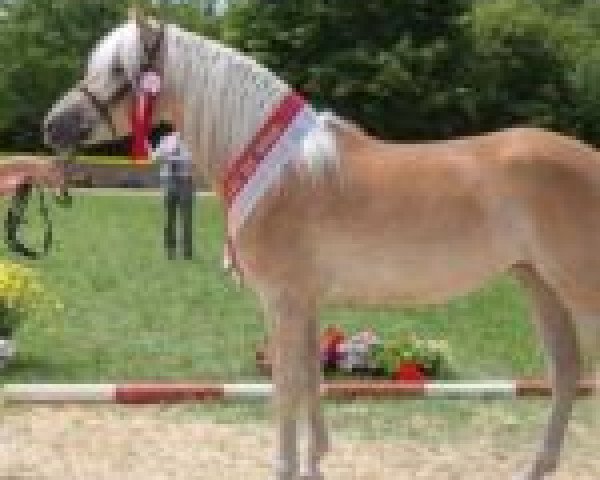 Zuchtstute Aurora 49 (Haflinger, 2012, von Atlantic)