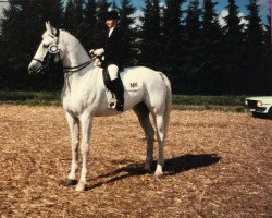 Zuchtstute Diane (Westfale, 1977, von Droste)