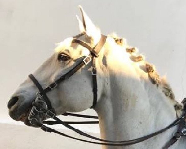 horse Zenith (Lusitano, 2004)