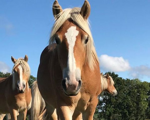 horse Novemberwind (Haflinger, 2018, from Nagasus)