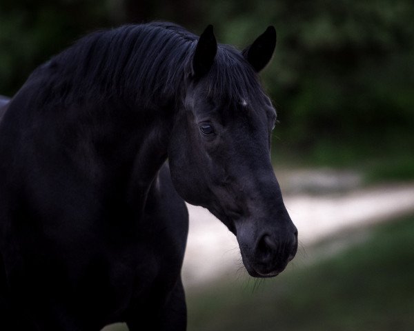 dressage horse Herbstwind 72 (Hanoverian, 2009, from Hochadel)