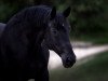 dressage horse Herbstwind 72 (Hanoverian, 2009, from Hochadel)