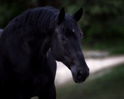 dressage horse Herbstwind 72 (Hanoverian, 2009, from Hochadel)