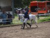 horse Crimond Hamisch (Welsh mountain pony (SEK.A), 2011, from Fronbach Destination)