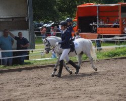 Pferd Crimond Hamisch (Welsh Mountain Pony (Sek.A), 2011, von Fronbach Destination)