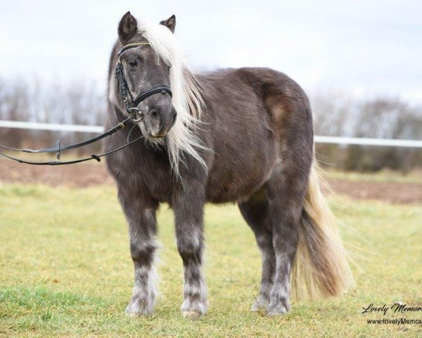 broodmare Wandra (Dt.Part-bred Shetland pony, 1998, from Niccolo)