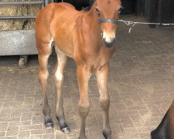 dressage horse Mausi (Hanoverian,  , from Morricone III)