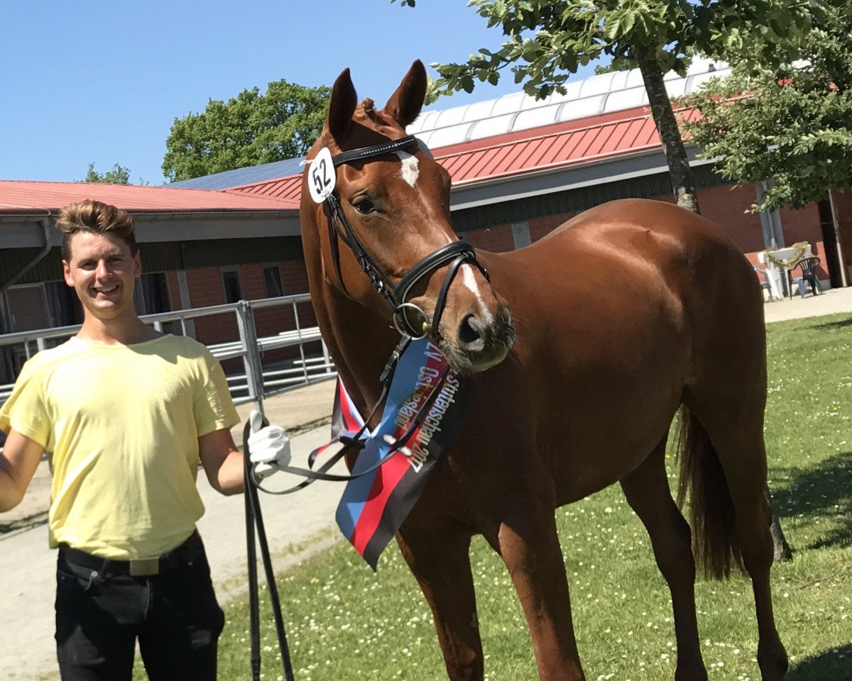 broodmare Venicia H (Hanoverian, 2014, from Viscount 22)