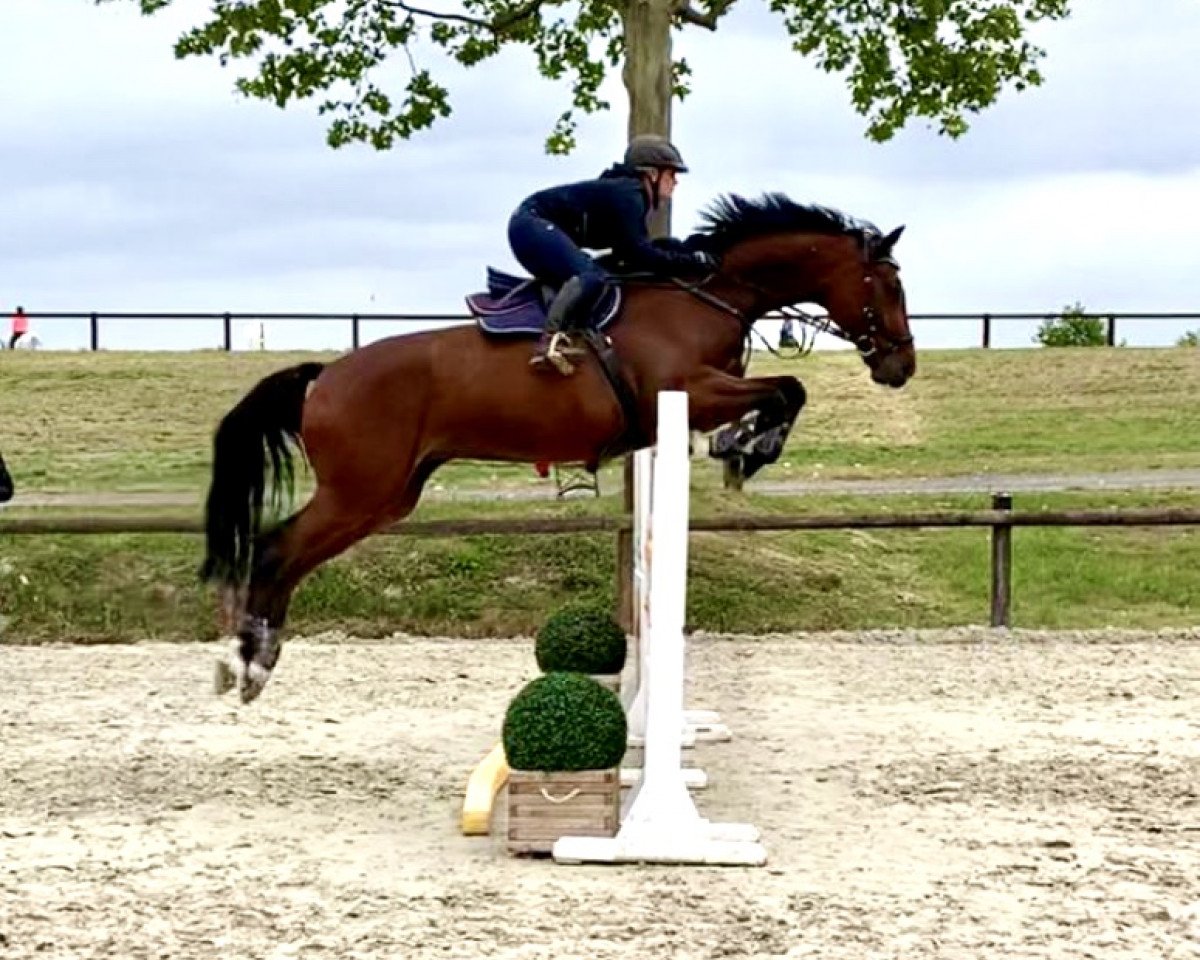 Springpferd Conchelli 2 (Deutsches Sportpferd, 2008, von Con Sherry)