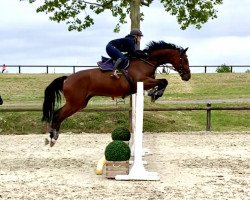 jumper Conchelli 2 (German Sport Horse, 2008, from Con Sherry)