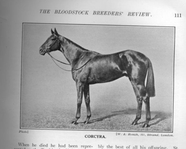 stallion Corcyra xx (Thoroughbred, 1911, from Polymelus xx)
