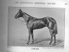 stallion Corcyra xx (Thoroughbred, 1911, from Polymelus xx)