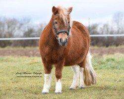 Zuchtstute Marei (Dt.Part-bred Shetland Pony, 2005, von Kronprinz)