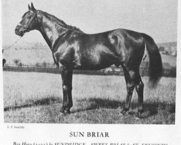 stallion Sun Briar xx (Thoroughbred, 1915, from Sundridge xx)