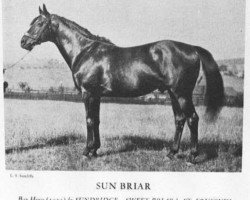 stallion Sun Briar xx (Thoroughbred, 1915, from Sundridge xx)