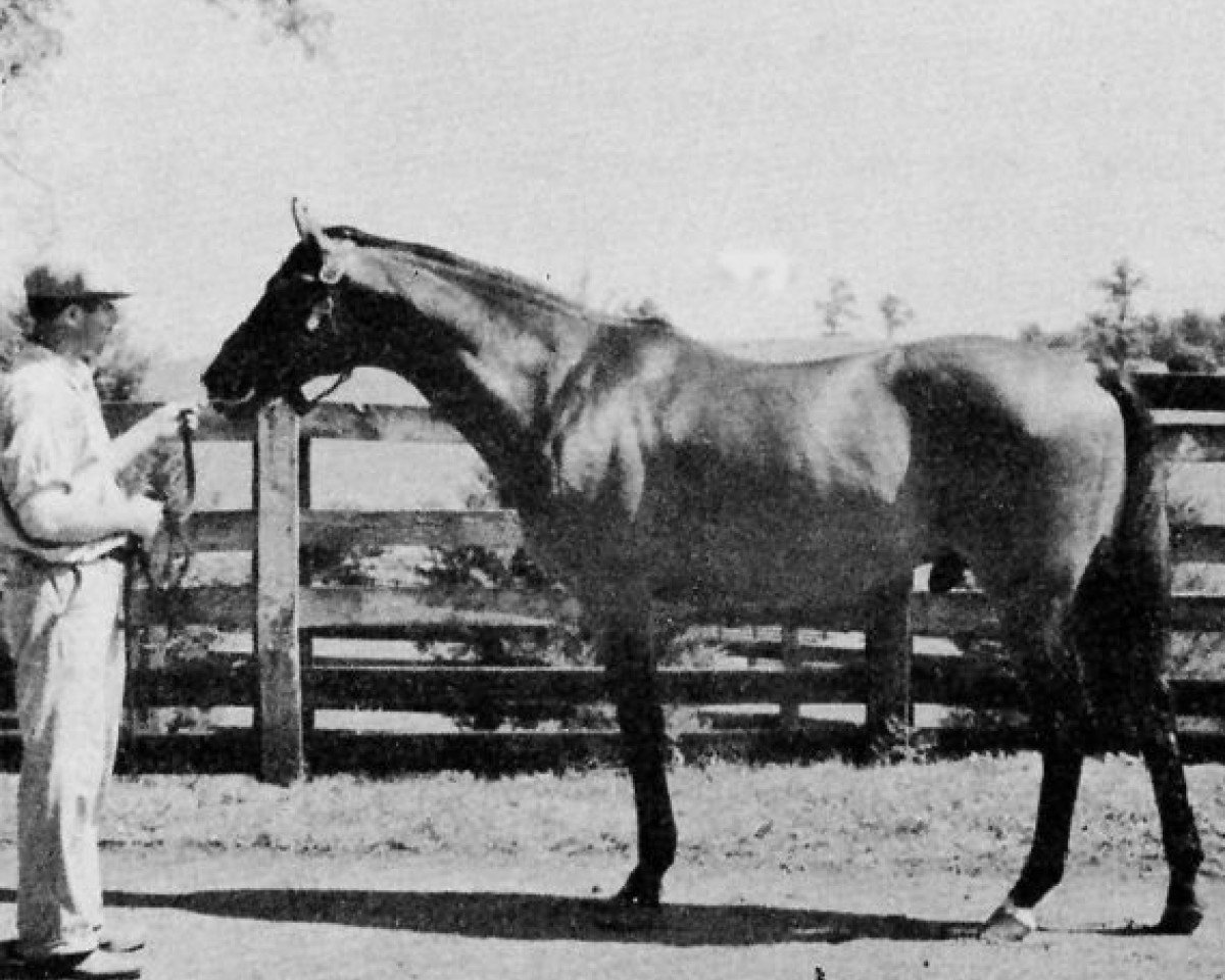Deckhengst Pompey xx (Englisches Vollblut, 1923, von Sun Briar xx)