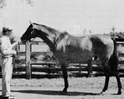 stallion Pompey xx (Thoroughbred, 1923, from Sun Briar xx)