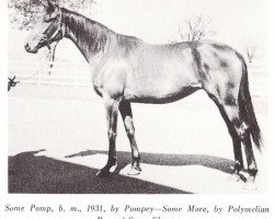 broodmare Some Pomp xx (Thoroughbred, 1931, from Pompey xx)