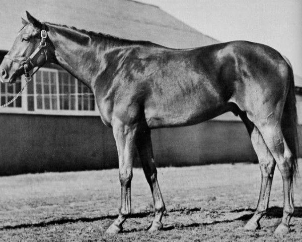 stallion Some Chance xx (Thoroughbred, 1939, from Chance Play xx)