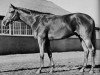 stallion Some Chance xx (Thoroughbred, 1939, from Chance Play xx)