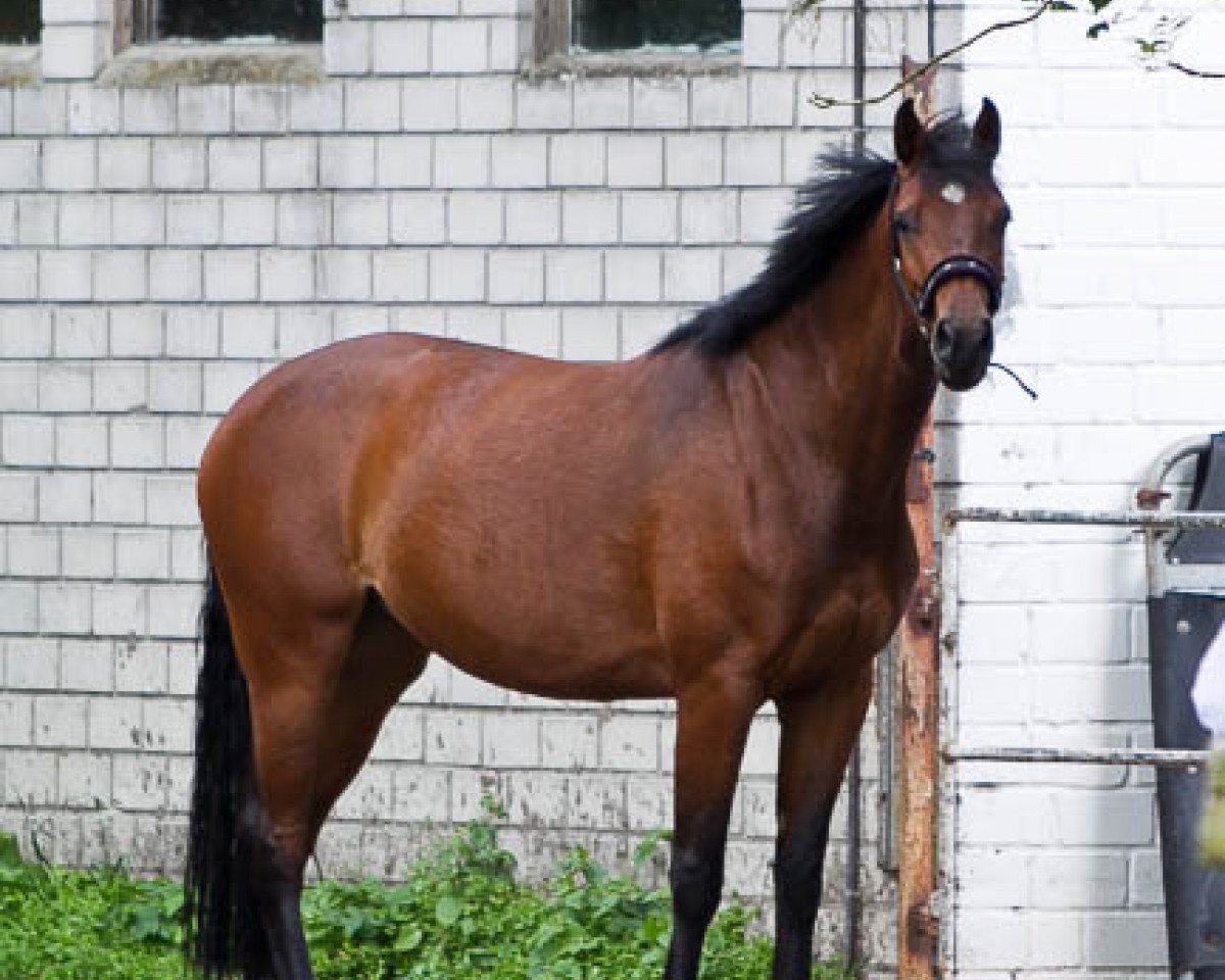 broodmare Celin (Westphalian, 2008, from Casall Ask)
